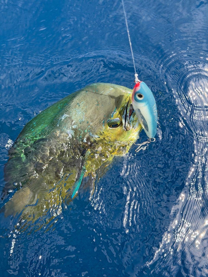 Elite | Handcrafted Amargo Cedar Surface Lure